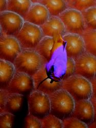 The Royal Gramma, one of the most colorful on the reef an... by Steven Anderson 